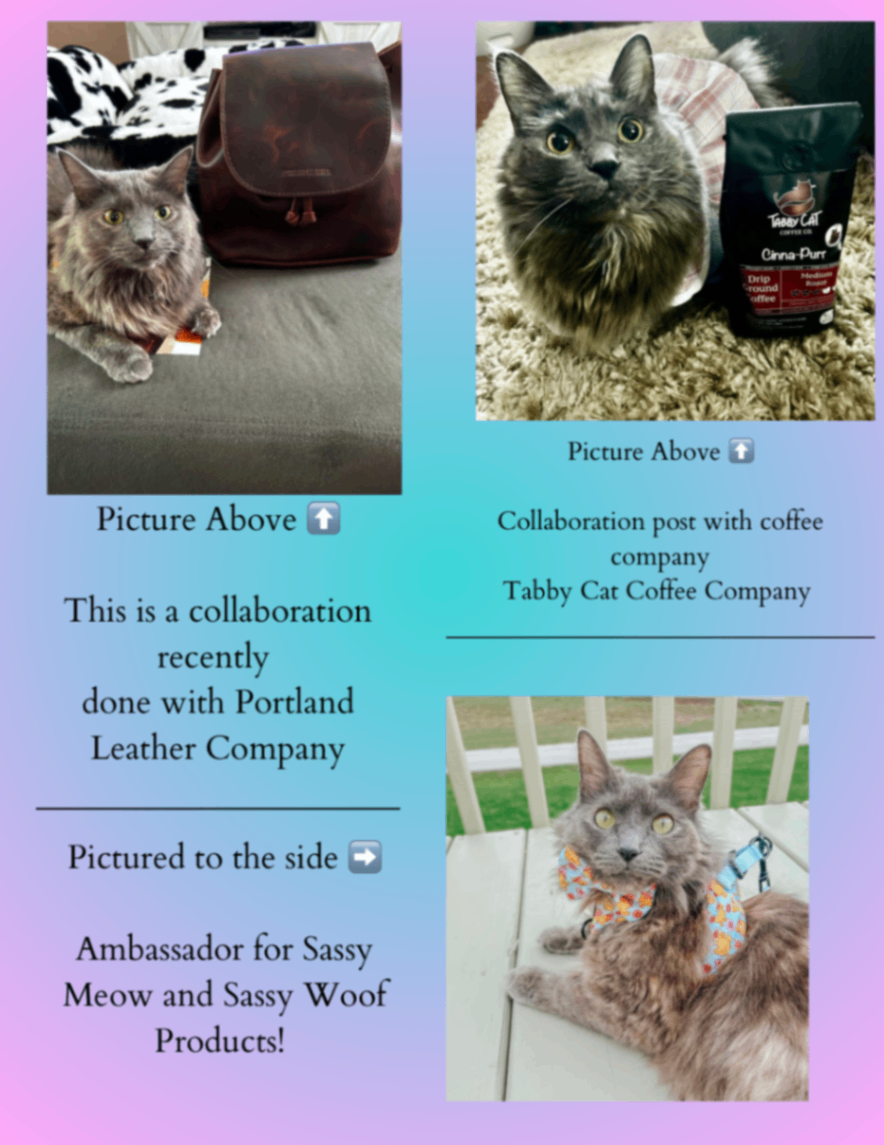 White & Beige Chic Influencer Media Kit - 3.png